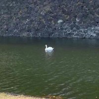 ひじつか (@hijitsuka) 's Twitter Profile Photo