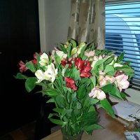 Janice Merrick (@janicemerrick1) 's Twitter Profile