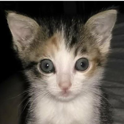 simonis_tom's profile picture. 