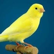 El canario amarillo(@elcanarioamari1) 's Twitter Profile Photo