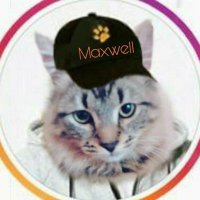 mainecoonmaxie (@mainecoonmaxie) 's Twitter Profile