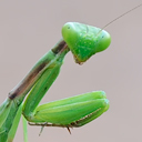 Many images and infos about insects, amphibians and reptiles of Europa.