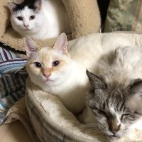 猫みや (@miya_wildcat) 's Twitter Profile