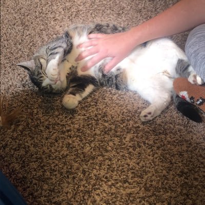 Living my best life🐈💕 Interests include: belly rubs, nose boops, TREATS, warm sun patches, fat cat naps #adoptdontshop #savethekitties #catlife