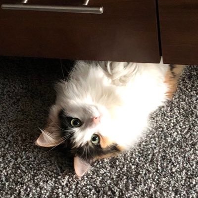 spalechek's profile picture. Wife, cat mom, rangeland ecologist, wannabe runner, lover of nature, cats, cameras and wine!