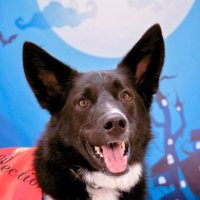 Maddy 🐾🇨🇦 (@batdogmaddy) 's Twitter Profile Photo Maddy 🐾🇨🇦 (@batdogmaddy) 's Twitter Profile Photo