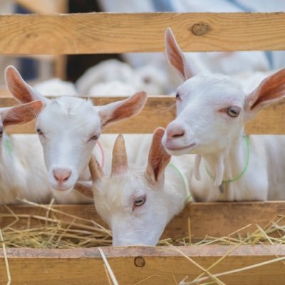 gambling_goats's profile picture. Providing sports betting picks from the minds of top university students. Ufc and college basketball specialist