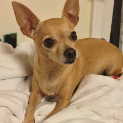 Maeve60980049's profile picture. Is he not in jail yet? Survivor of wind turbine cancer and proud veteran of the war on beautiful clean coal Vote Blue 💙