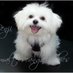 Maltese Angel Babies (@angel_maltese) Twitter profile photo Maltese Angel Babies (@angel_maltese) Twitter profile photo