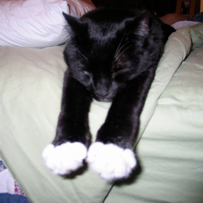 Master of the secret squirrel Socratic call and answer dance.
I am kitn hear me mew!
