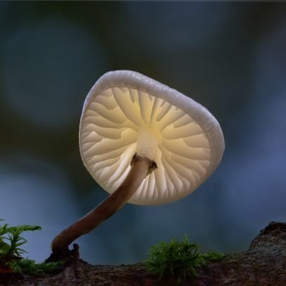 fungiphotoholic Profile