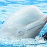 🇯🇵まりっぺ🇰🇷 (@mariyuto) 's Twitter Profile