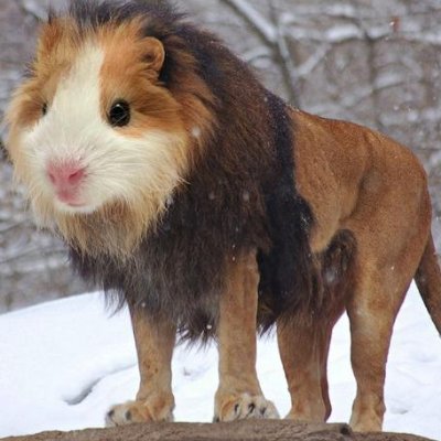 Sontolkoyah's profile picture. Belibis