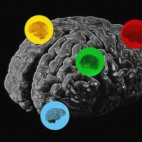 Clinical Social Neuroscience Lab (@kanskelab) 's Twitter Profile