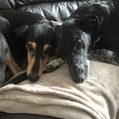 Sighthounds ♥️ Dog training 🐕 HLTA with a huge interest in maths learning difficulties 📏📐✏️