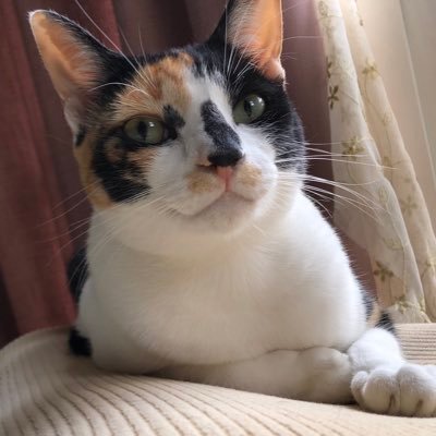 猫を溺愛する日々…。草花も大好き。最近は来生たかおさんと三浦和人さんを再推し。◇法律事務職員◇ おっさんずラブは史上最高のドラマだと思っている。❤︎ 認定試験合格