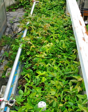 okuzyouryokuka's profile picture. 屋上緑化に最適な植物『アイラトビカズラ』を使ってブログ書いてます。よかったら、見てください。http://t.co/KsiL2Um4Ub