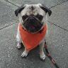 instric9's profile picture. Father, Husband, kid@ heart SF born N raised. Giants/Niners 4 life. Metallica still #1 in my CD collection. Pizza is a real part of happiness. Pug Person