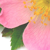 AmySkincareWA's profile picture. Skincare specialist and Pink Papaya independent consultant. Welcome to Pink Papaya! (425)402-3892 Email amyeells@yahoo.com