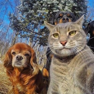 anciaoo's profile picture. Мадридист.