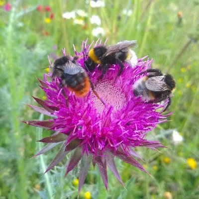 Three Farmer Clusters surrounding Martin Down NNR and improving biodiversity, soil & water together. Est. 2016, with an aim to last for generations!