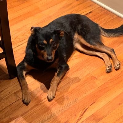 Starkek's profile picture. 