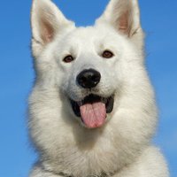 dogstongue (@mhanddakhouch) 's Twitter Profile