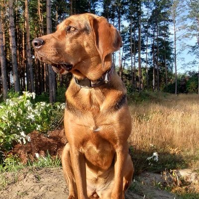 yola_nda13's profile picture. ⚡🇵🇱🇪🇺⚡     ⭐⭐⭐⭐⭐   ⭐⭐⭐ i Konfederację.