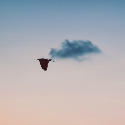 sur_arya's profile picture. 