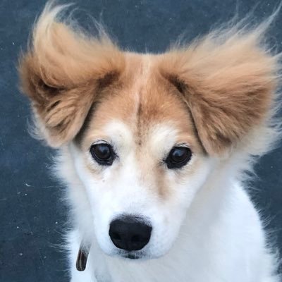 HedgehogHyper's profile picture. #ASTRO #JINJINよりオルペン