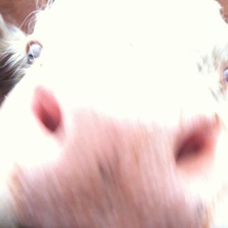 Tretteteig's profile picture. Ein landsens bondetamp på klassereise. For tida stipendiat ved Universitetet i Bergen.