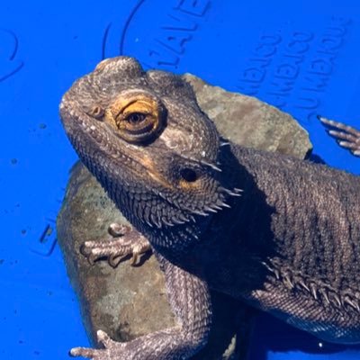 schilianscience's profile picture. The best science teacher in the macroverse.