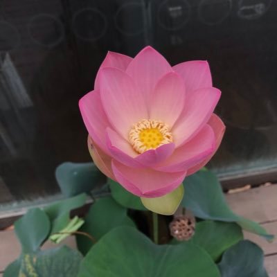 三日月さんのプロフィール画像