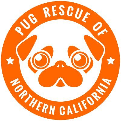 PRNC is a 501(c)3 nonprofit serving the Northern California area. Our mission is to rescue pugs from abuse or neglect, regardless of age or health. #pug #PRNC