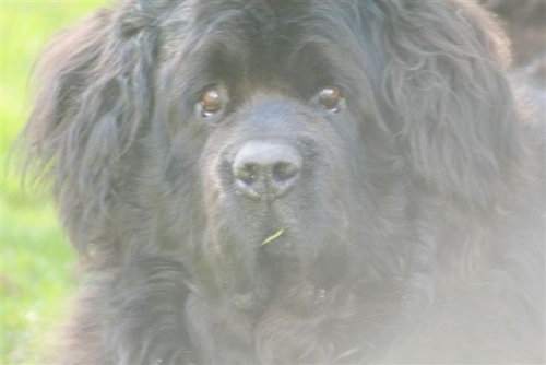 To be a wise old bear, you need not be old or a bear, although the latter does help get through the winter.