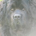 Tickford (@wiseoldbear) Twitter profile photo