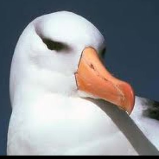 Tweeting about life in the Falkland Islands.