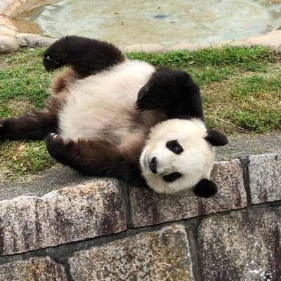 kazurin_star31's profile picture. タンちゃん🐼と浜家（特に楓たん）🐼とホウちゃん🐻‍❄️とゆめちゃん🐻‍❄️とヒメル❄️とメイちゃん🦦キラちゃん🦦が大好きです😊💕 大好きな動物さん達🐼🐻‍❄️🦦😺🐯に会いに行った時の写真・動画などを自分の記録用に載せています😃 🍀写真・動画の無断転載・無断使用はNG🍀