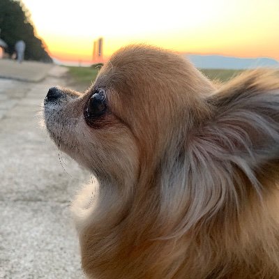 もふも🐾さんのプロフィール画像