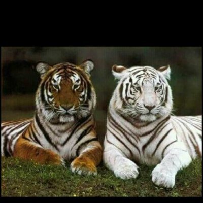 zororoy1's profile picture. 