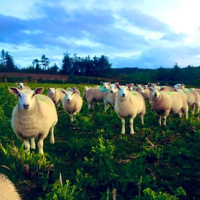 Small flock in the south east of Ireland. We keep @Bordbia Quality Assured Mules, Easycare, Suffolk, Cheviot and Charolais. Lambs crossed with a Charmoise ram.