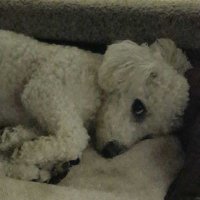 Cathblamire (@cathblamire1) 's Twitter Profile