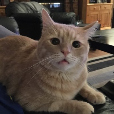 caturday_eve's profile picture. 