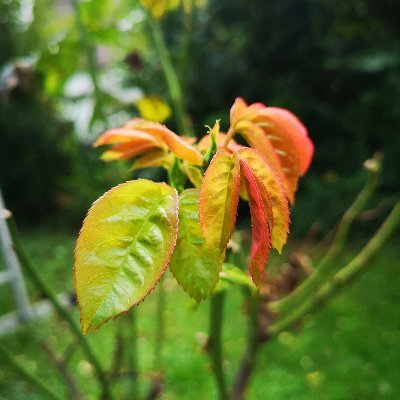 hochseehai's profile picture. 