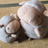 pikumocoのアイコン