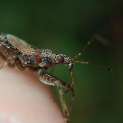 Retired chocnologist / science technician, macro photographer, always curious about the natural world, especially the small stuff.