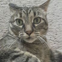 Yes, I am aware that I'm a cat.
I'm a 10 year old kitten and I know how to spell.