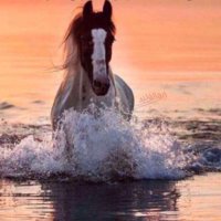 ضيف الله بن صلفيح (@r___97) 's Twitter Profile