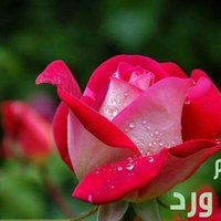 Kalid69 (@kalid6912) 's Twitter Profile