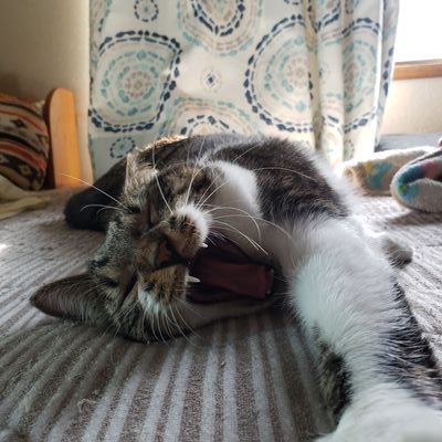 猫変態な下僕 Momohaha0521 Twitter 猫変態な下僕 Momohaha0521 Twitter